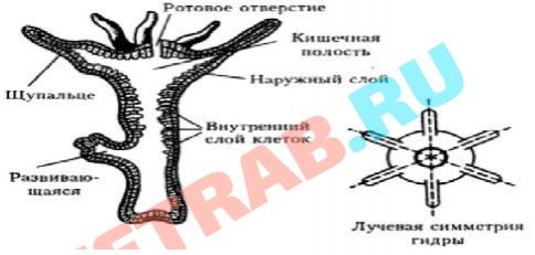 Kraken зеркало стор