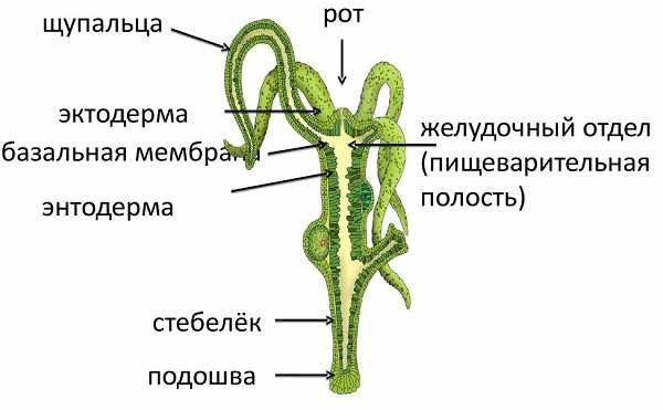 Kraken рынок